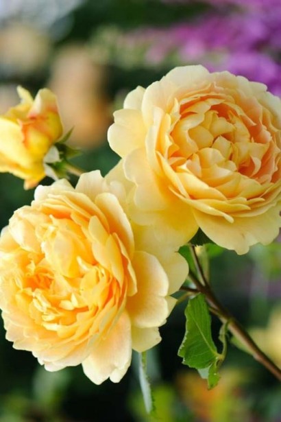 Golden Celebration – троянда з великими жовтими квітами.